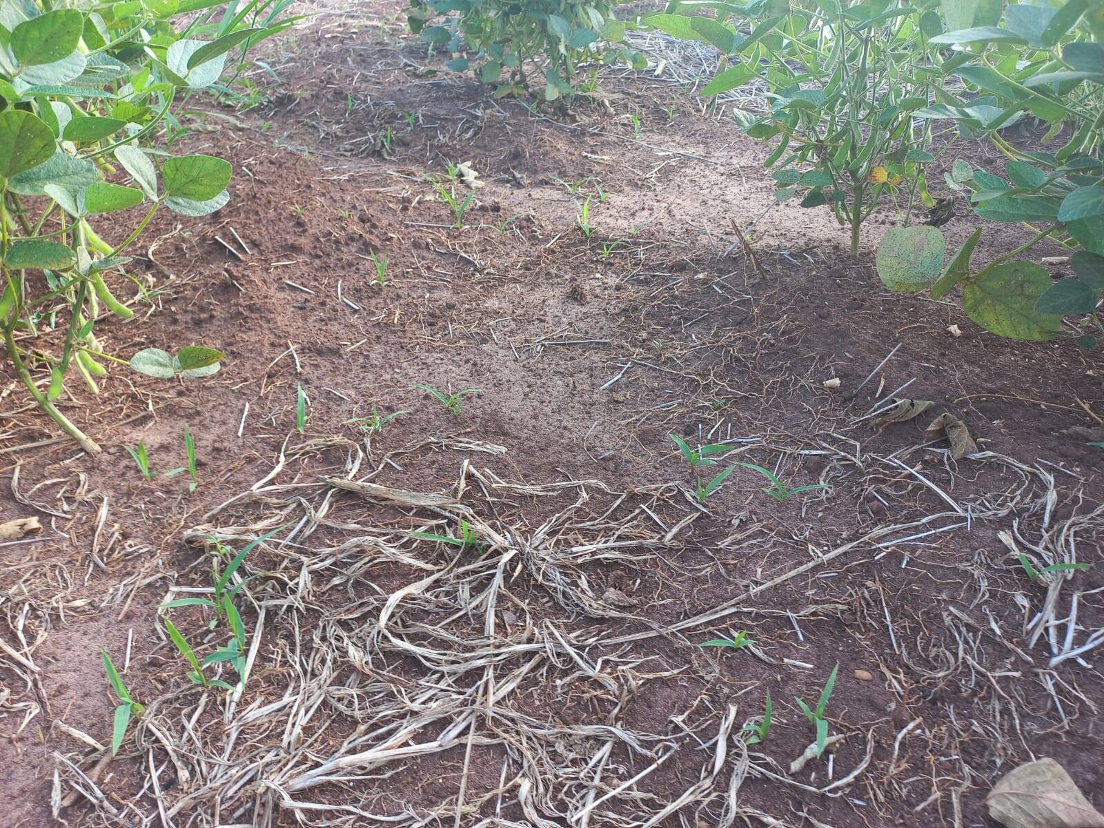 #169 - Chácara para Venda em Piraju - SP