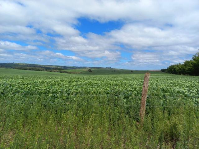 #69 - Fazenda para Venda em Piraju - SP