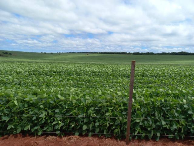 #69 - Fazenda para Venda em Piraju - SP - 1