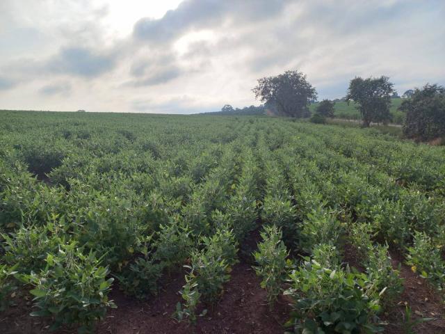 #169 - Chácara para Venda em Piraju - SP - 2